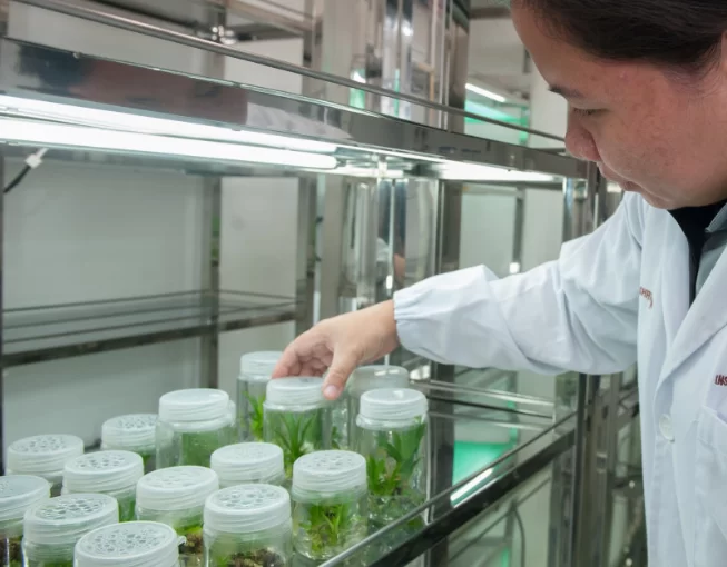 Петербургские ученые научили микроводоросли делать топливо